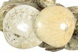 Cluster Of Polished Fossil Sand Dollars & Clams - California #242907-3